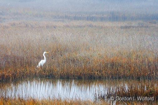 Lone Egret_31548.jpg - Great Egret (Ardea alba) photographed at the Magic Ridge Bird Sanctuary on the Gulf coast near Port Lavaca, Texas, USA.